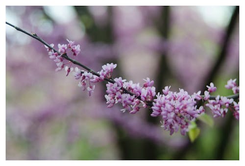 天性, 春天, 春天的花朵 的 免費圖庫相片