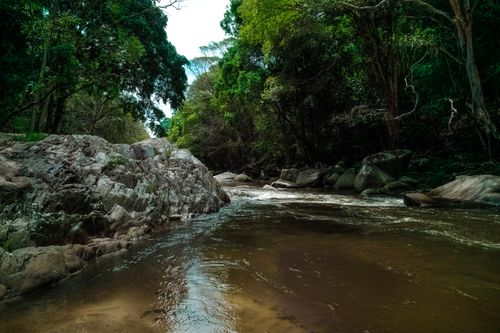 Free A tranquil forest stream flowing through rocky landscape, surrounded by lush green trees and nature. Stock Photo