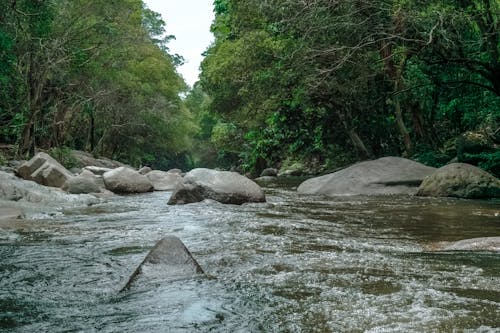 Free River in Between Trees Stock Photo