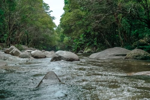 Sungai Di Antara Pohon