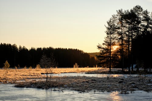 Gratis stockfoto met bevroren, bomen, Bos Stockfoto