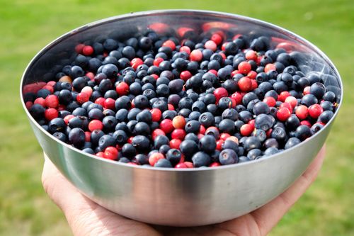Free Close-up of various fresh berries in a stainless steel bowl held outdoors. Stock Photo