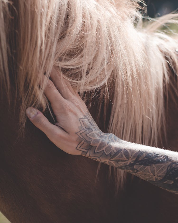 Hand With Tattoo Touching Horse