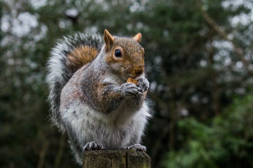 A Squirrel Eating Biscuit