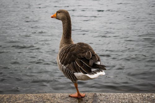 Goose near Body of Water