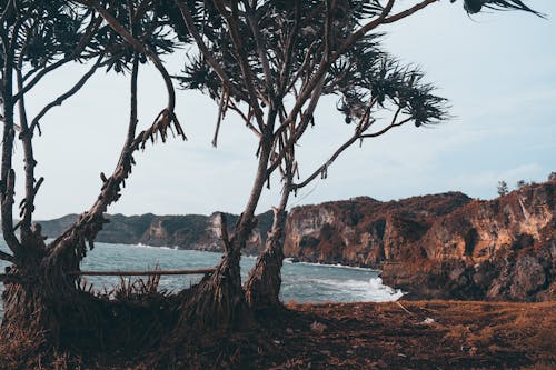 無料 海の近くの木の写真 写真素材