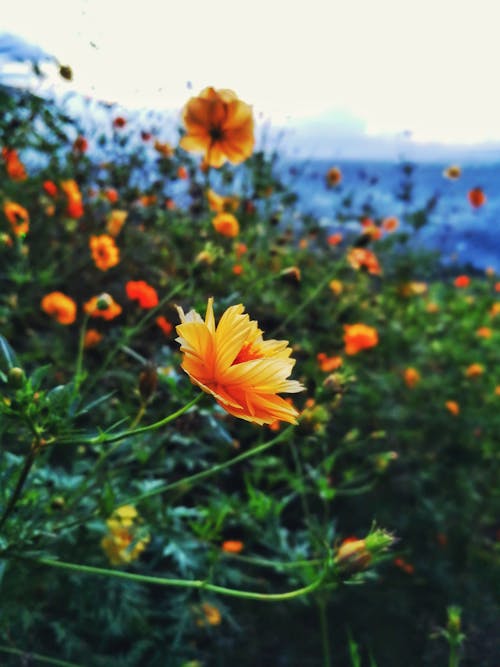 Fotografía De Enfoque Selectivo De Flores De Pétalos De Naranja