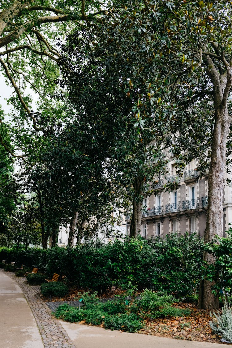 Trees And Benches In City Park