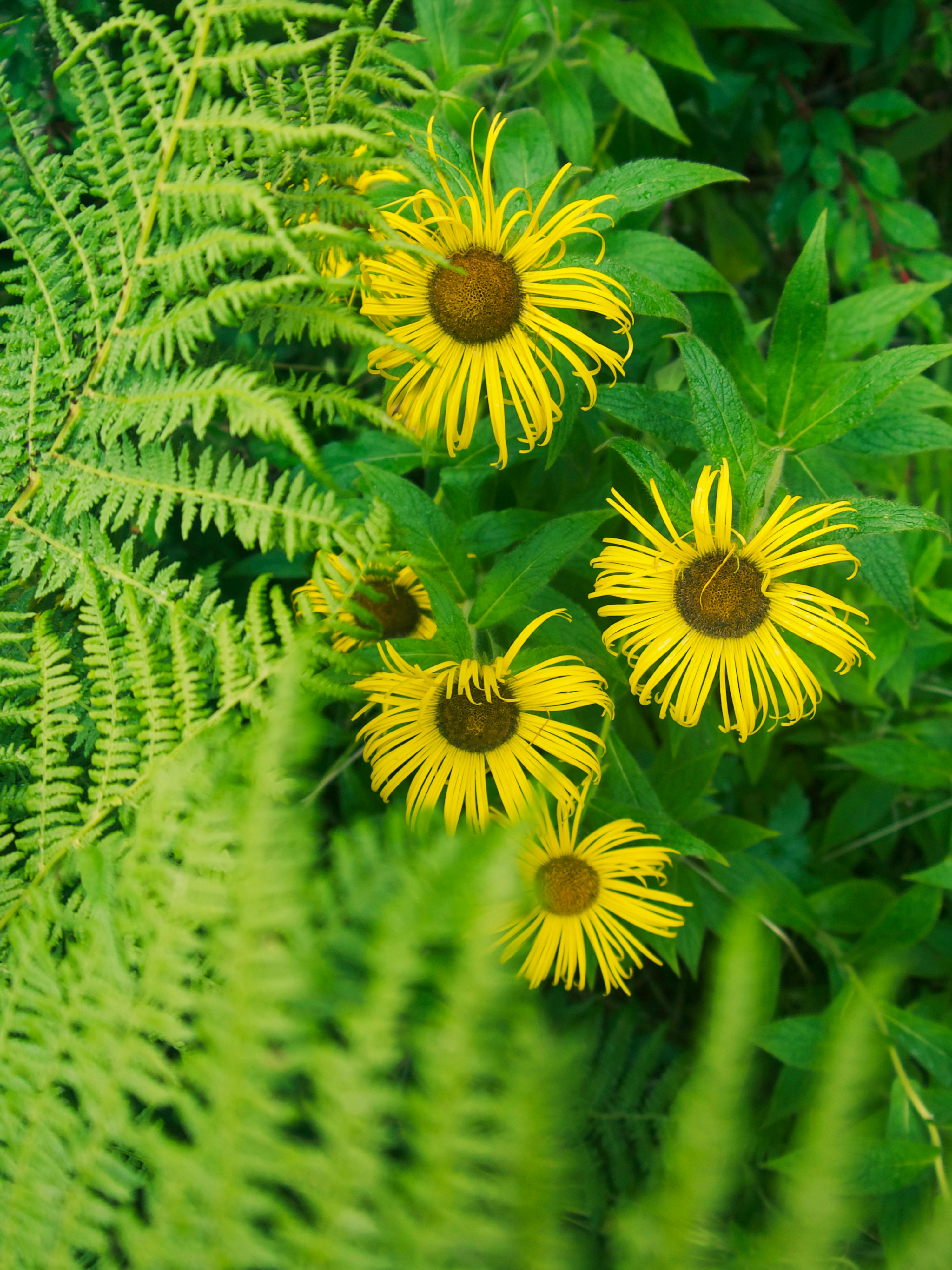 Hélénium Photos, Download The BEST Free Hélénium Stock Photos & HD Images