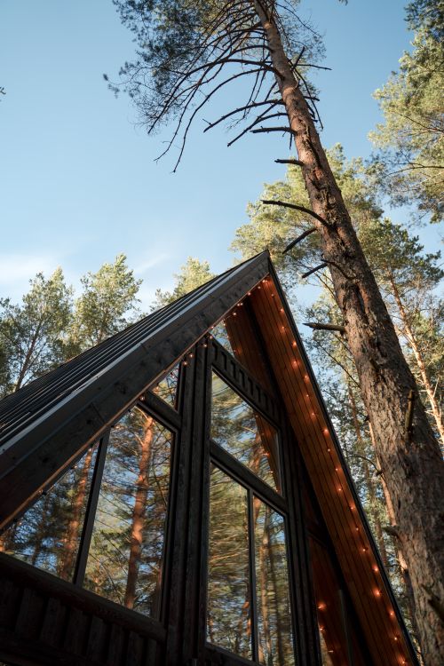 Free Cozy A-frame cabin in a forest with tall pine trees under a bright sky, perfect for a getaway. Stock Photo