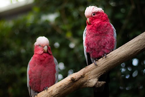 Free Pink and Grey Cockatoo Bird on Brown Tree Branch Stock Photo