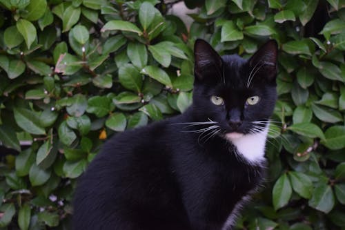 Free stock photo of black cat, tuxedo cat Stock Photo