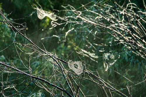 Bezpłatne Darmowe zdjęcie z galerii z gałęzie, pajęczyna, sieć Zdjęcie z galerii