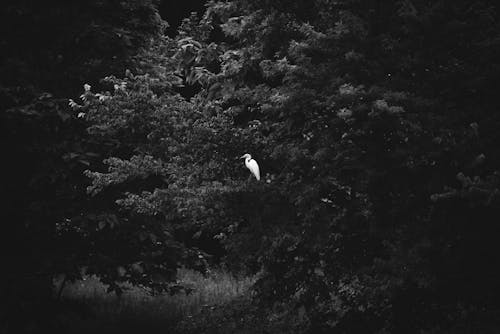 Free A White Bird Perched on the Tree Stock Photo