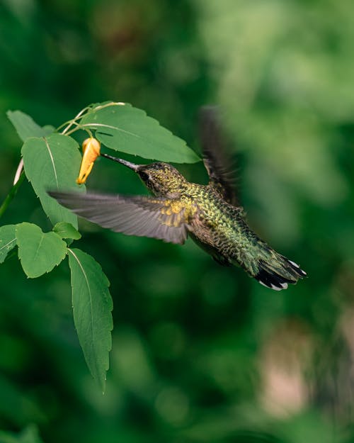 Free Close Up Photo of Hummingbird Stock Photo