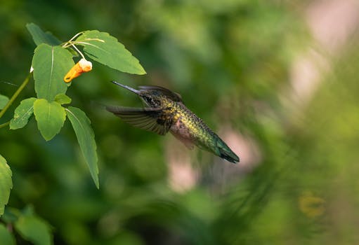 Immagine gratuita di alimentazione, ambiente, appollaiati