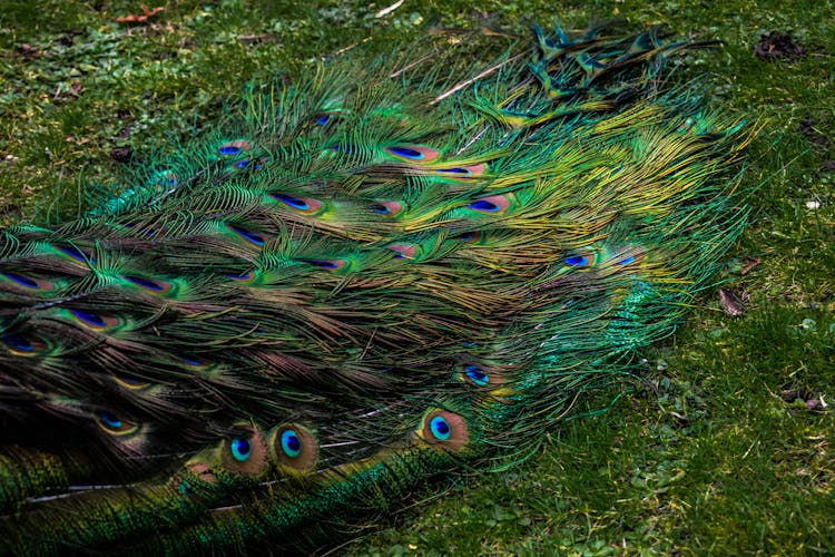 Green Peacock Feathers On The Grass