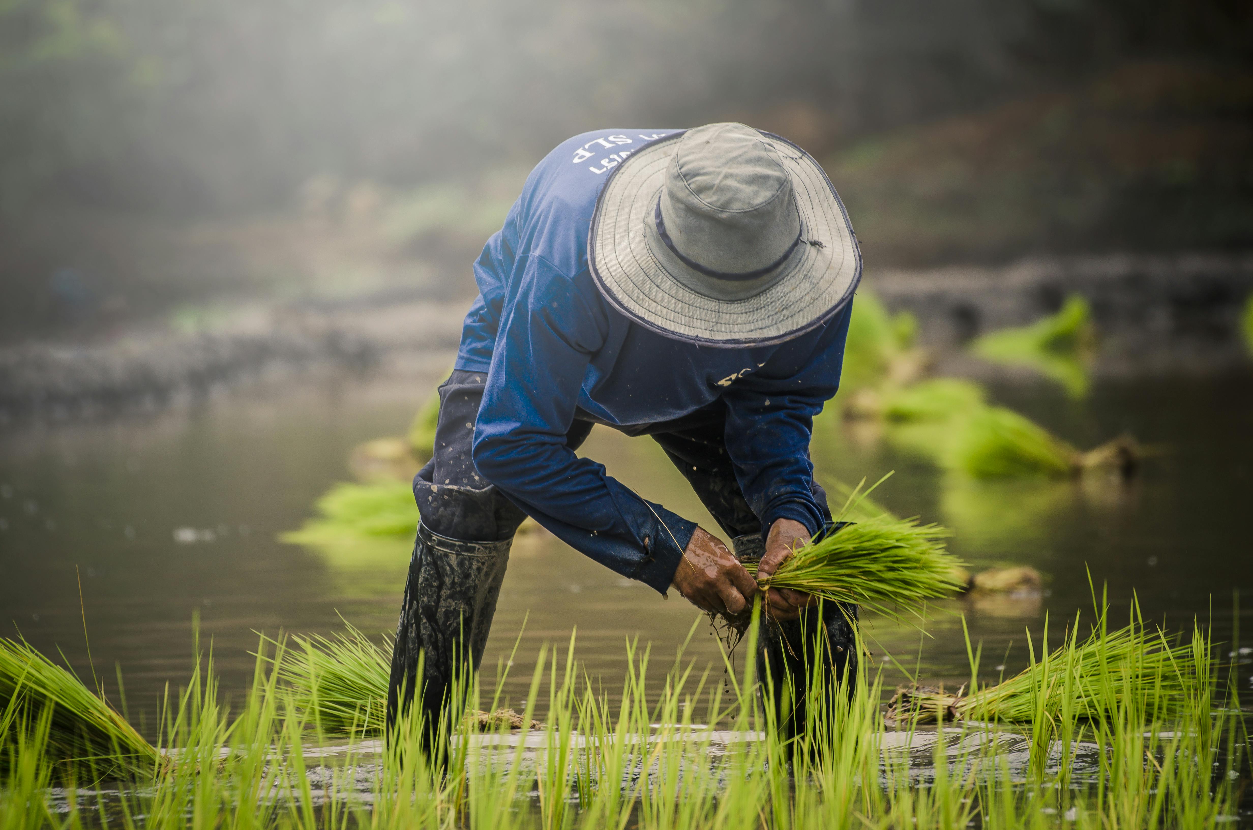 Year-end financial planning for farmers — Photo by Maitri Woimae on Pexels
