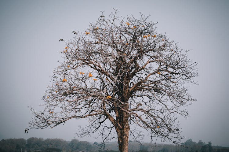 Single Tree Without Leaves