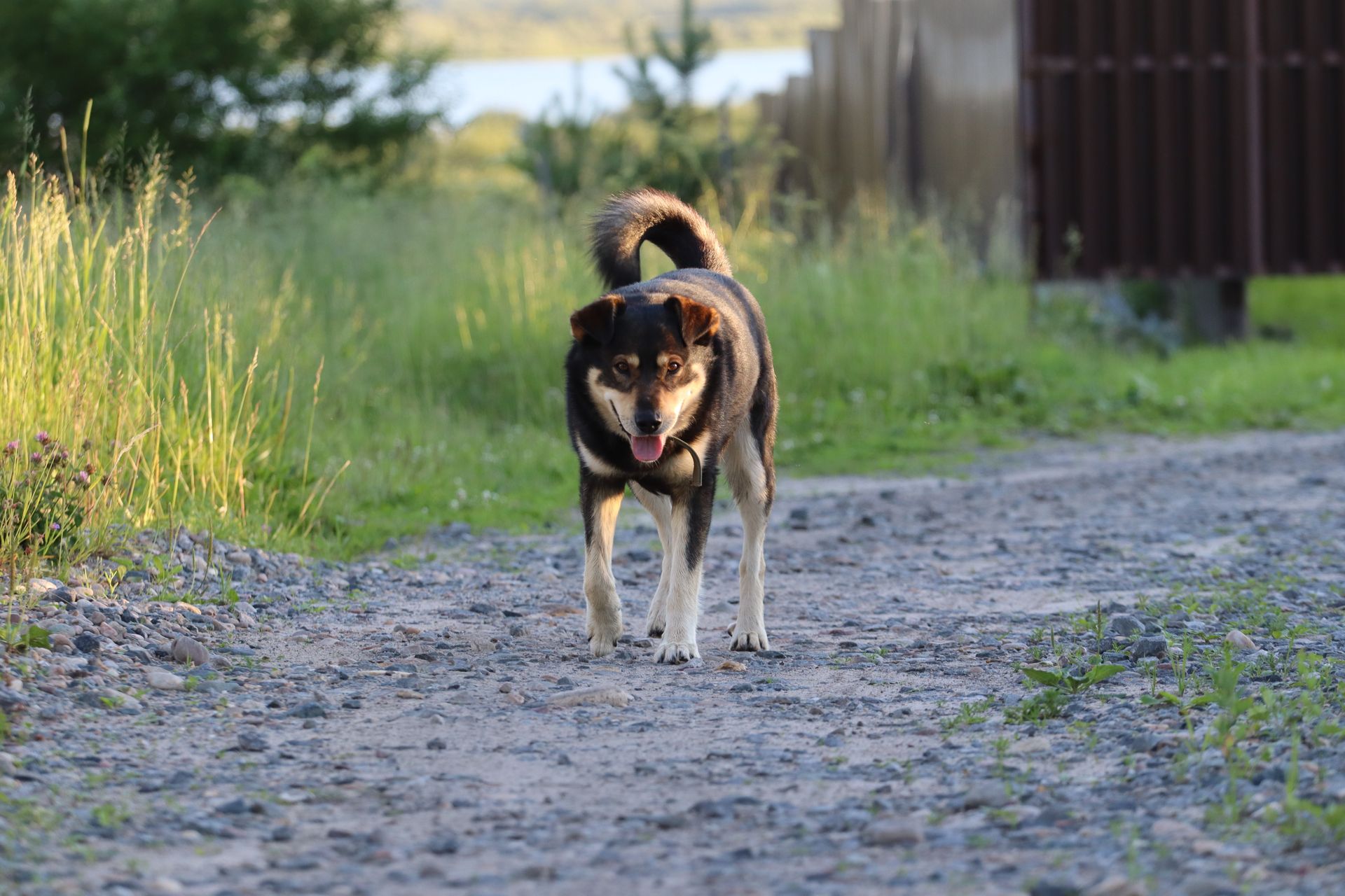 A Dog Outdoors