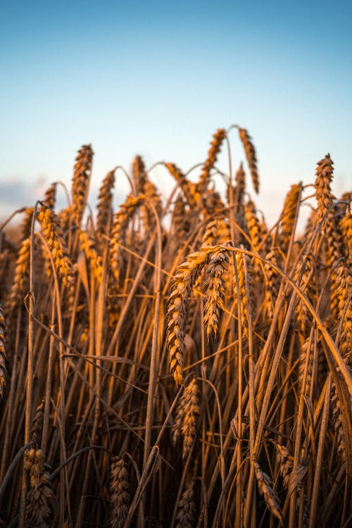 Brown Wheat Ready For Harvest