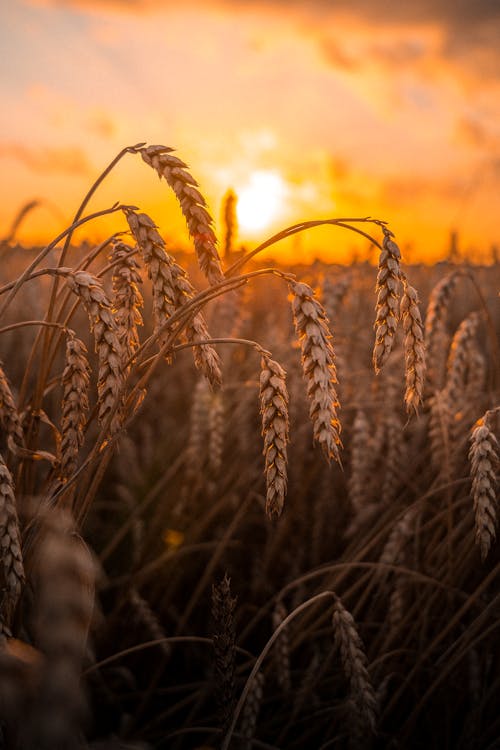 Free  Wheat Field During Sunset Stock Photo
