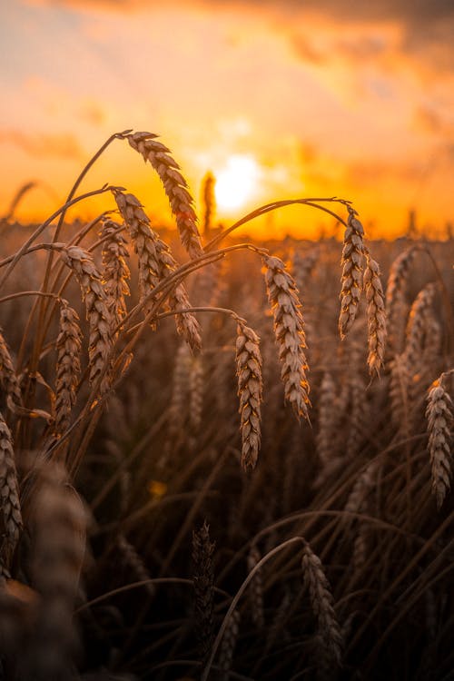  Wheat Field During Sunset