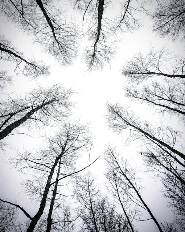 Free Leafless Trees Under White Sky Stock Photo