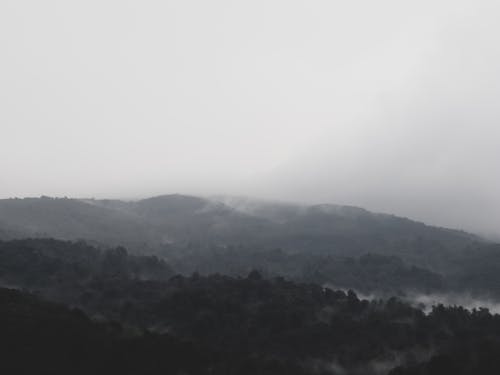 Fotos de stock gratuitas de bosque, bosque de niebla, bosque oscuro