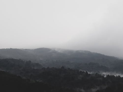 Free stock photo of canon, dark, dark forest