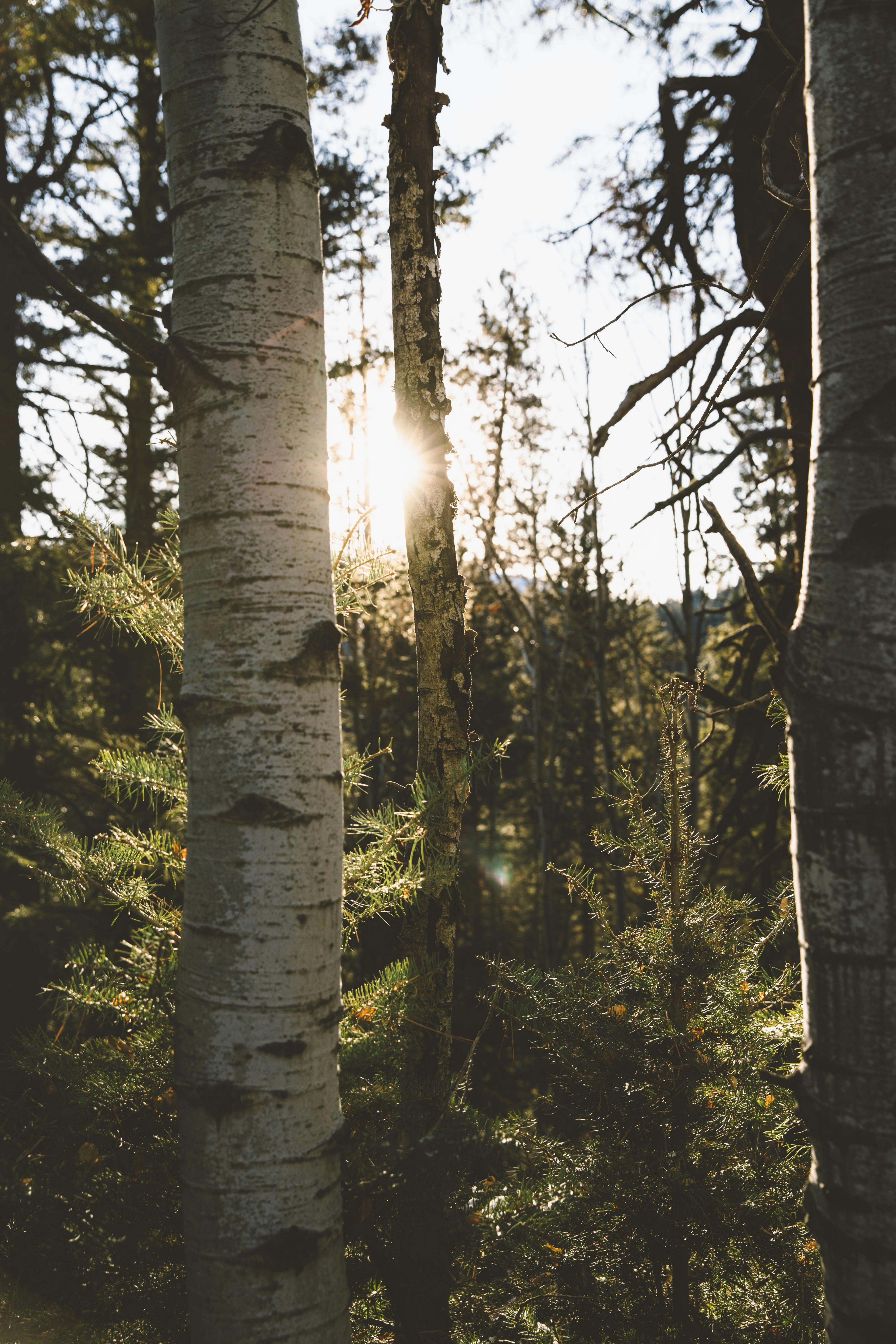 4 Aspen Tree autumn aspen forest trees HD wallpaper  Pxfuel