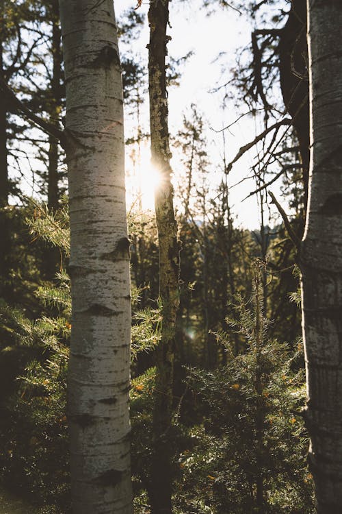 Gratis arkivbilde med årstid, aspen trær, aspens