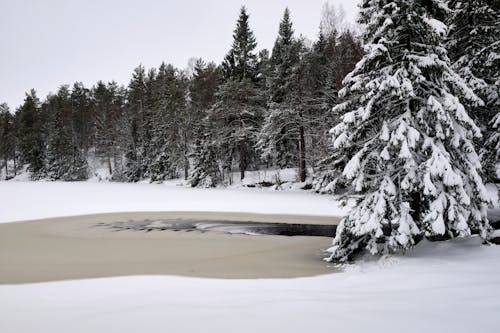 コールド, 冬, 木材の無料の写真素材