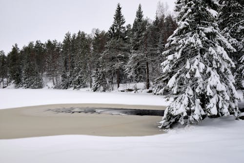 Foto d'estoc gratuïta de bosc, constipat, fusta