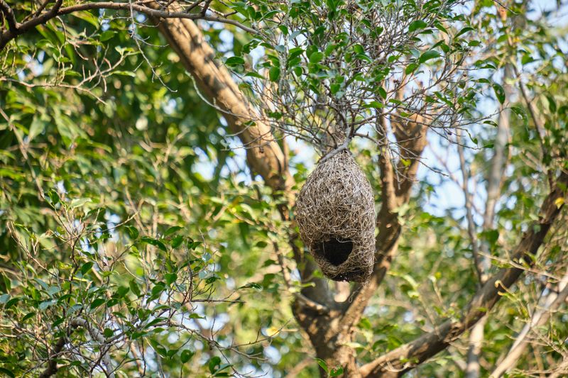 Bird's nest resting on a branch — Barnabas Davoti on Pexels