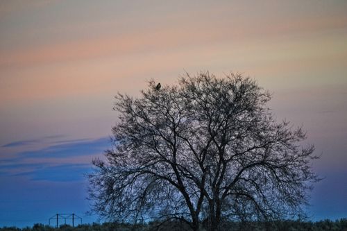 Free A serene landscape with a bird perched on a bare tree silhouette against a colorful sunset. Stock Photo