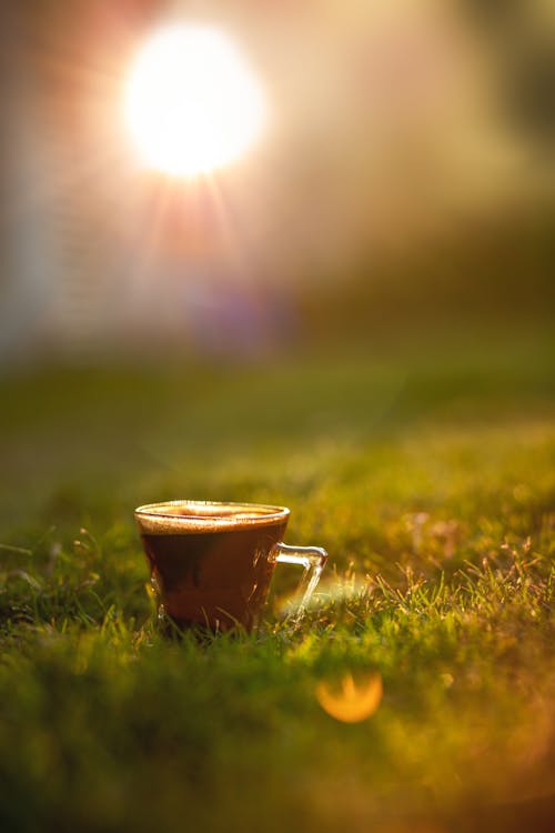 Free stock photo of arabian coffee, green, planet