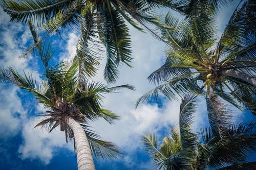 Free Low angle shot of palm trees with a vibrant blue sky and fluffy clouds. Stock Photo