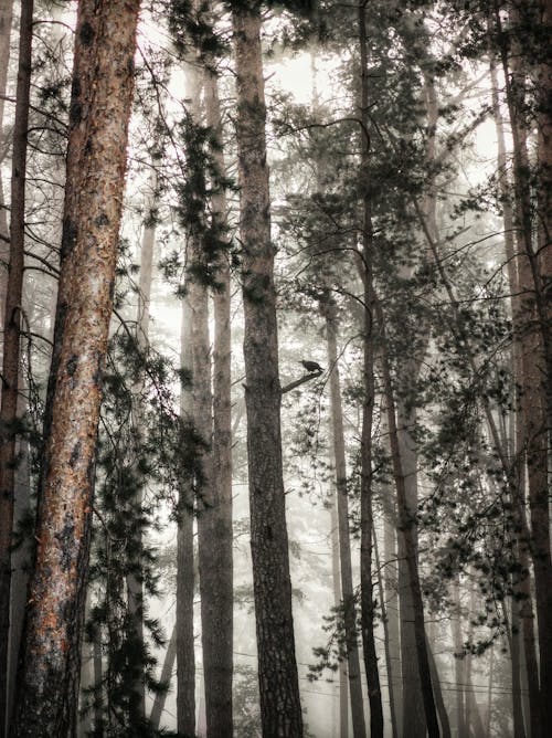 Forest Covered in Fog