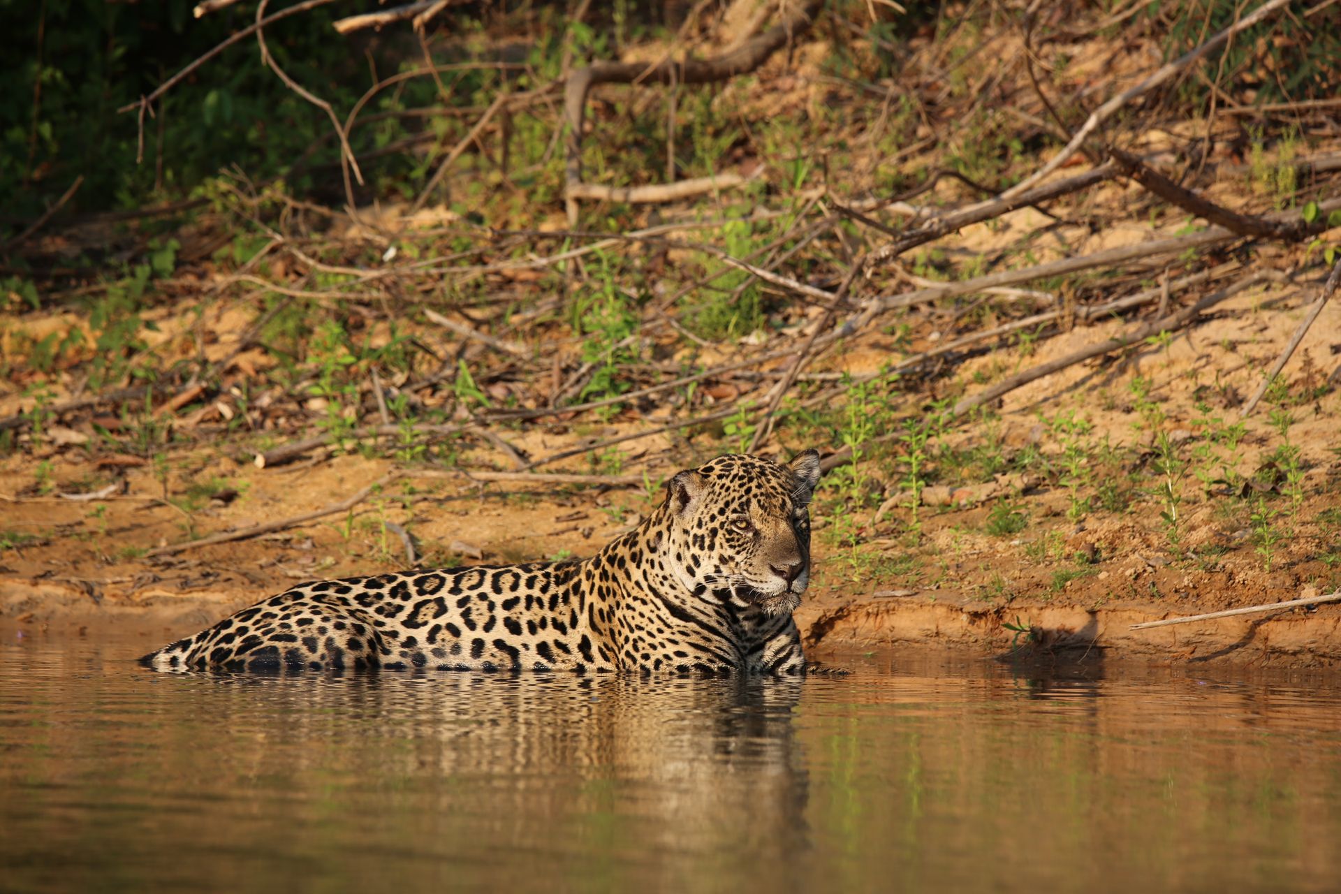 Jaguar in the Water