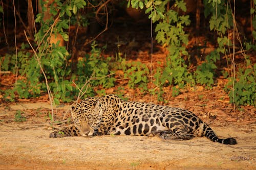 Безкоштовне стокове фото на тему «великий кіт, дика природа, леопард» стокове фото