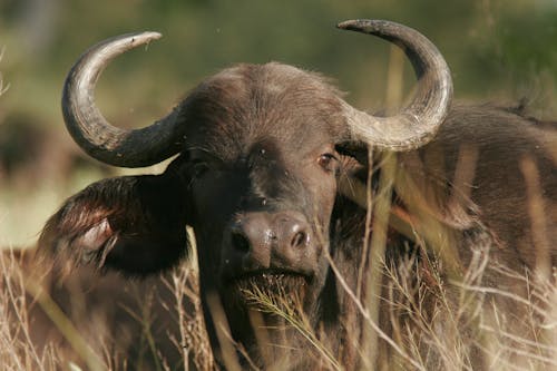 Free  Buffalo on Brown Grass Field Stock Photo