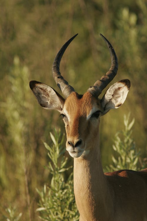 Ingyenes stockfotó állatfotók, antilop, bokor témában