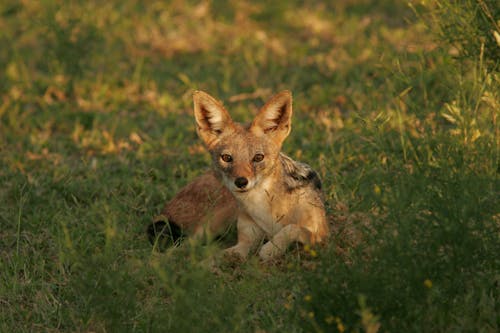 A Fox on the Grass