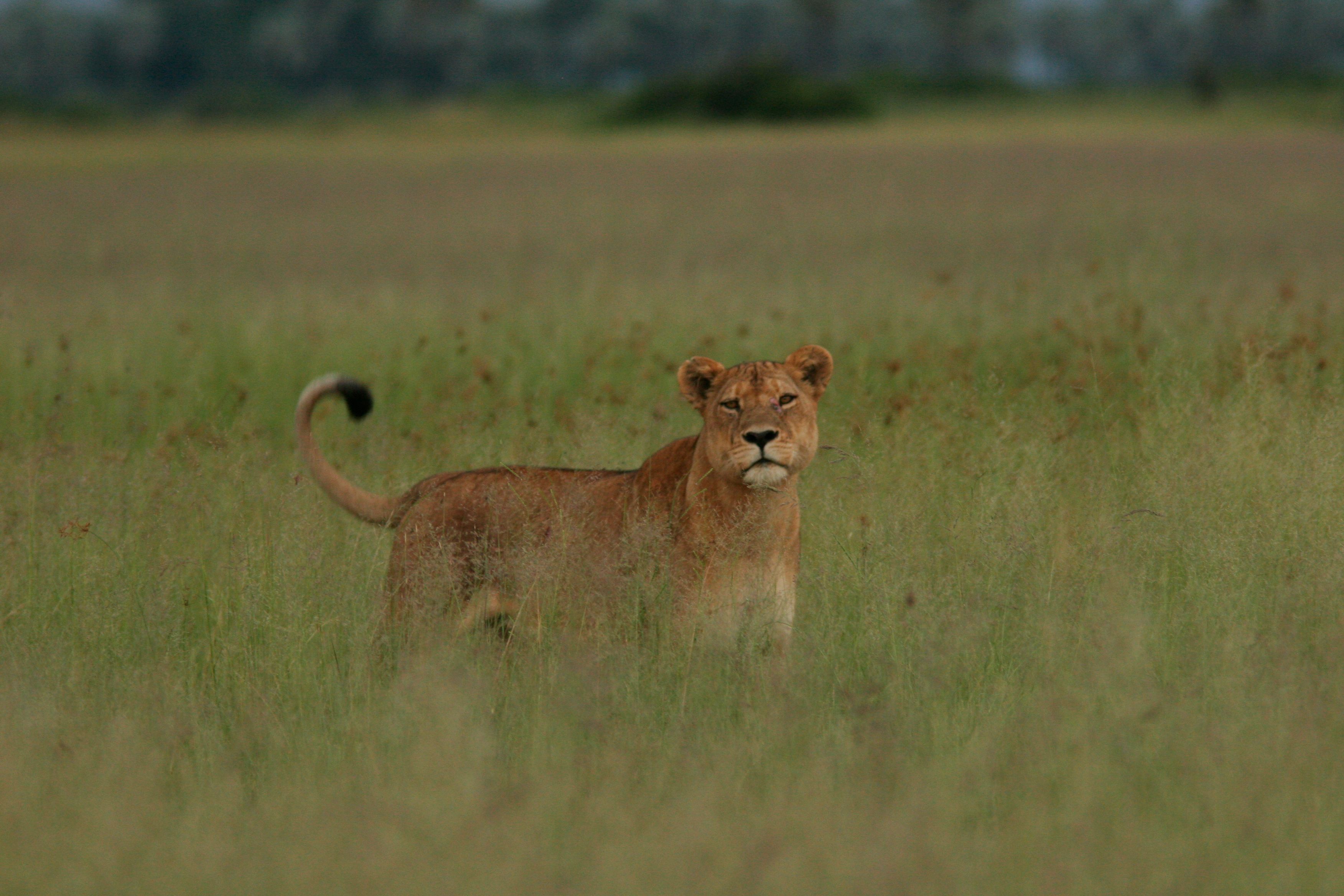 Majestic lioness standing in the African savannah with lush grasslands in the background.