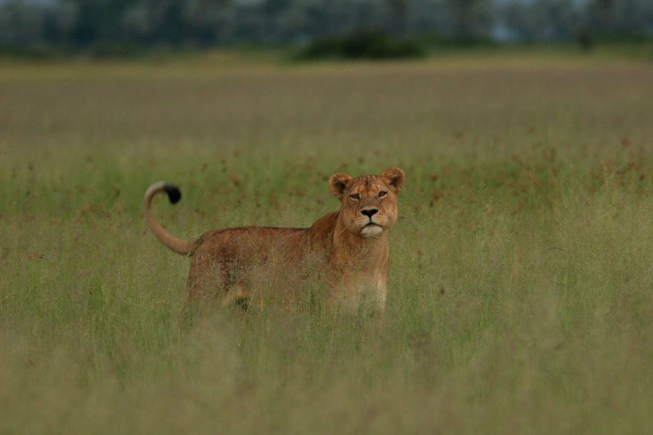 Majestic lioness standing in the African savannah with lush grasslands in the background.