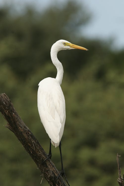 White Bird on Brown Tree Branch