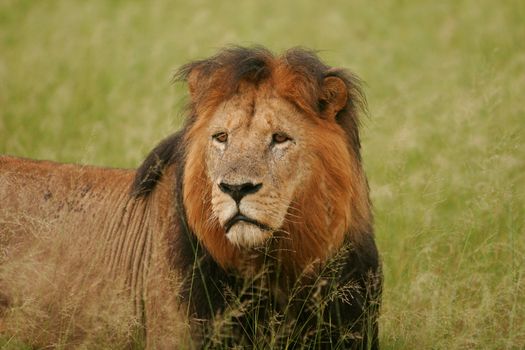 Close-up of a majestic lion standing in tall grass in the wild.