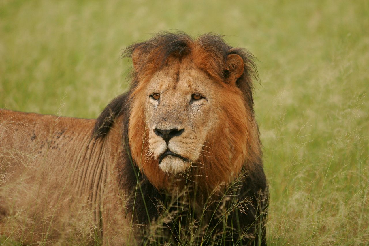 close up of a majestic lion standing in tall grass in the wild