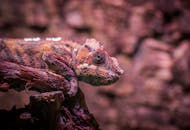 特写镜头中，一只异国变色龙栖息在树枝上，展现出鲜艳的色彩